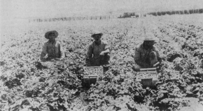 3 men in a field, each has a box where the picked crop is deposited.