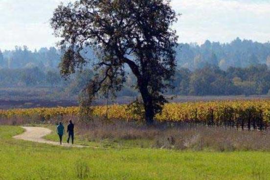 Two people walking a path, passing a large tree.