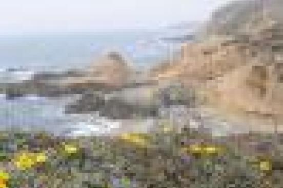 Yellow flowers overlooking a cliff and the ocean.