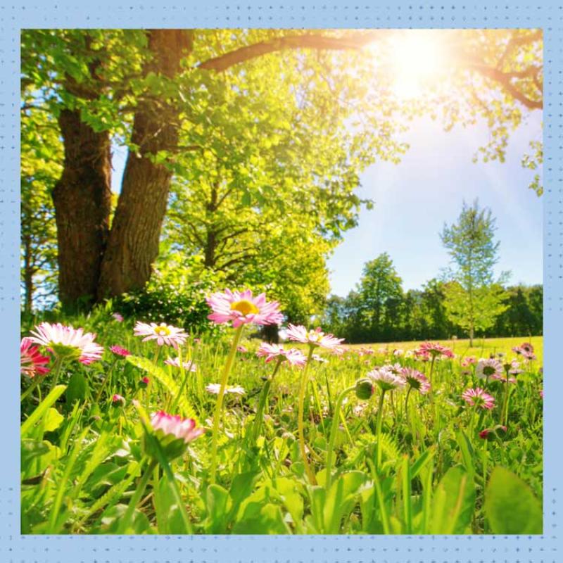 Flowers, grass and a tree bask in the sunlight.