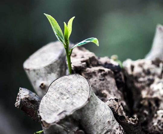 A plant growing between two stumps.