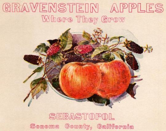 Advertisement of 2 apples with the text. Gravenstein Apples.  Where they grow.  Sebastopol, Sonoma County California