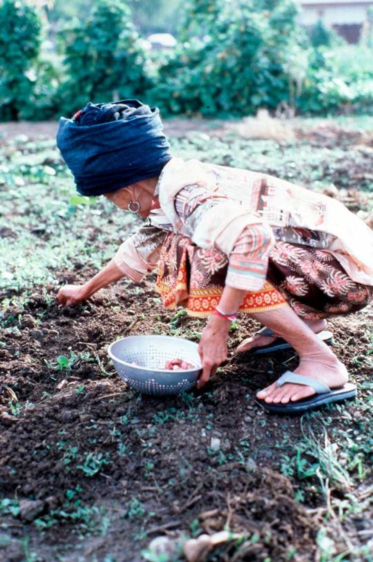 woman picking produce.